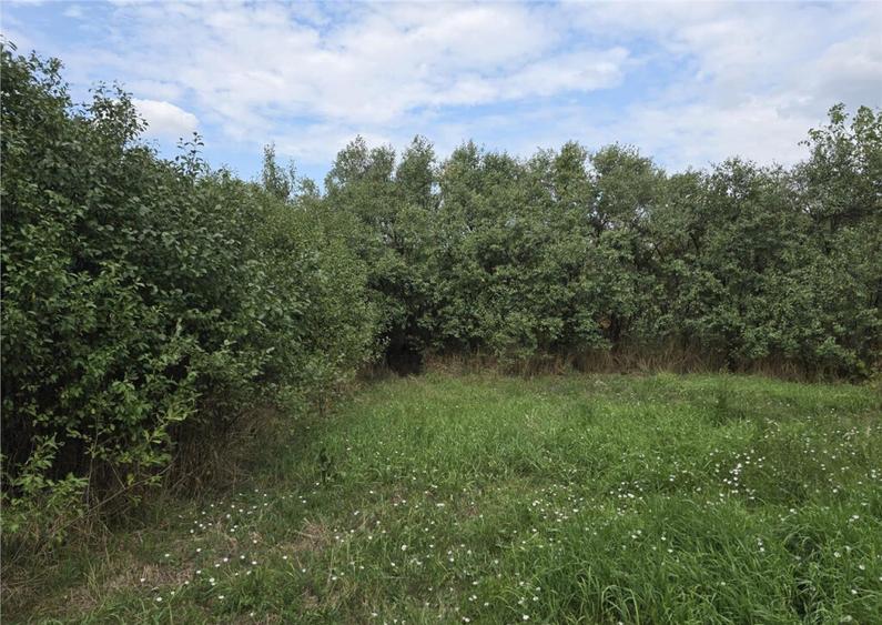 RECO IMOBILIARE CASA BATRANEASCA TINCA - 10