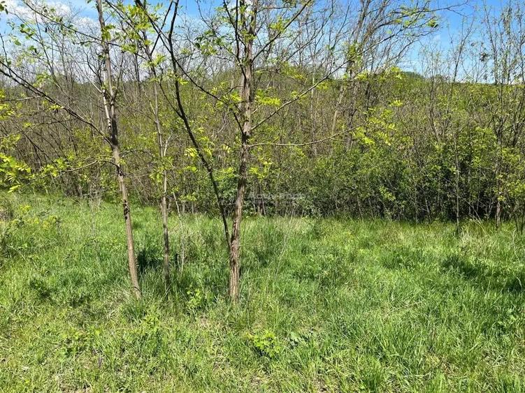 Lugoj Teren 5.300 Mp., Dealul Viilor, Priveliste Impresionanta - 9