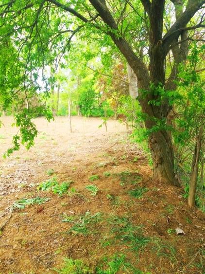 Lipia 10 minute Snagov - 5