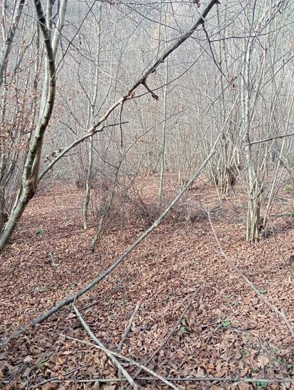 Vand/Schimb teren in zona Raului Mare, Retezat - 4