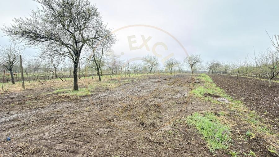 De vânzare 2 Case de vinificație cu Teren 4108 mp - Grădina Viilor - Carei - 10