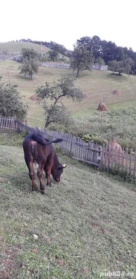 Casa cu 6 ha de teren - 2