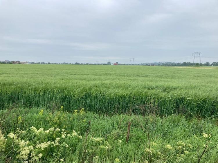 Vand teren intravilan in Sabareni, jud Giurgiu - 2