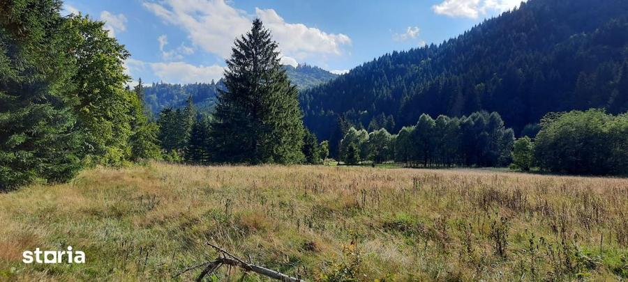 Teren Intravilan | Schitu Tarcau | 2089MP | Izvor | Platou - 1