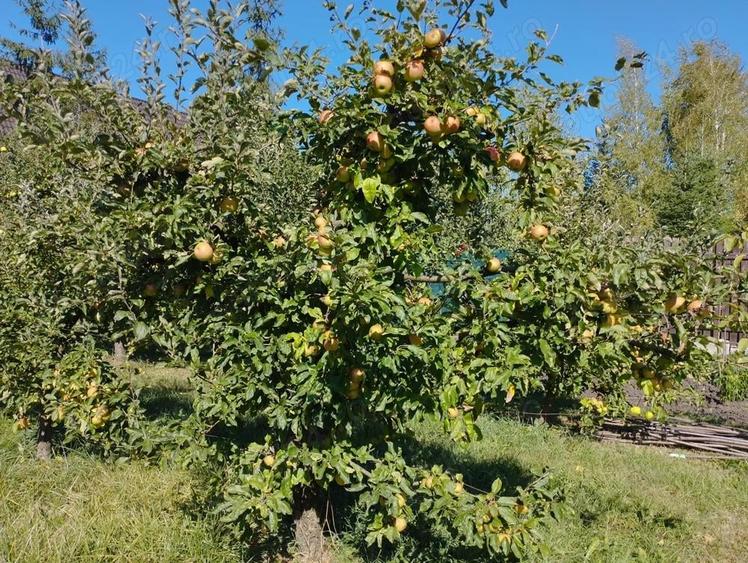 Breaza, teren 1705 mp sau lotizat, zona insorita - 1