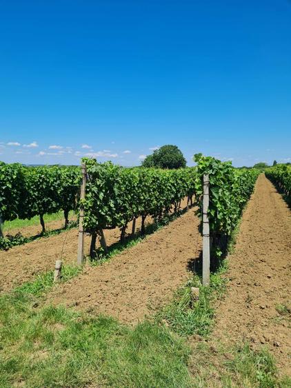 Teren vite de vie - 2