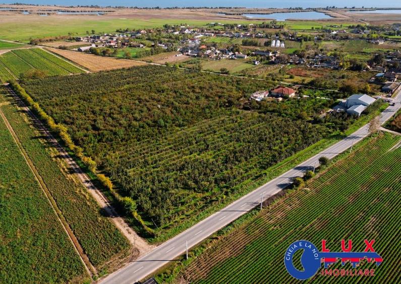 ID 7785 LIVADA SABANGIA DE VANZARE - 29