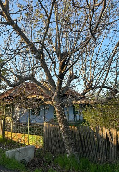 Teren vanzare Dumitresti, Judetul Olt - 1