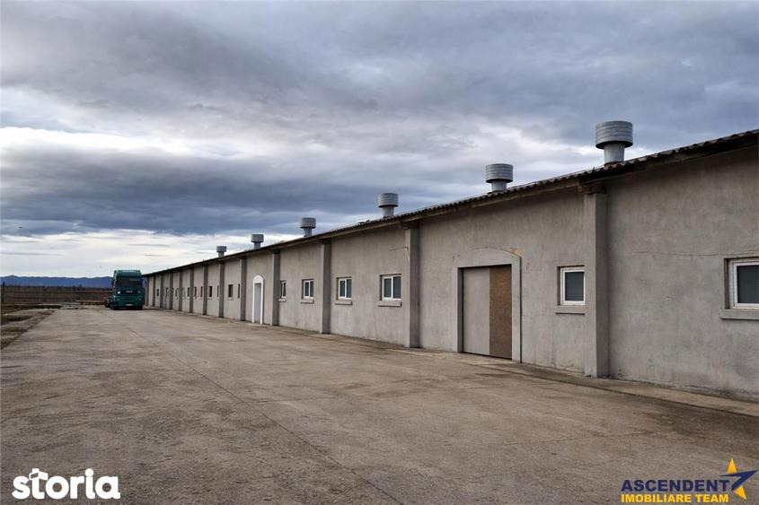 Hala industriala versatila,spatii cazare, platforma betonata,Halchiu,B - 1
