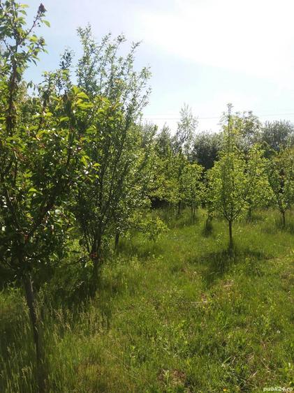 Casa de vinzare la ro?u - 5