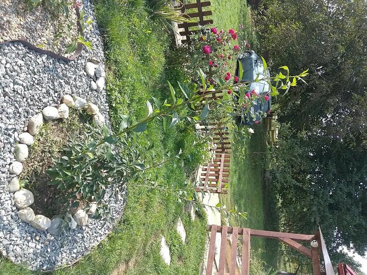 Casa din 2019 cu 4300 mp intravilan, livada bio ?i vie la 45 min de Cluj - 1