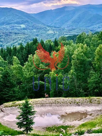 18000 mp de natura pura ,Lupeni, langa Straja - 9