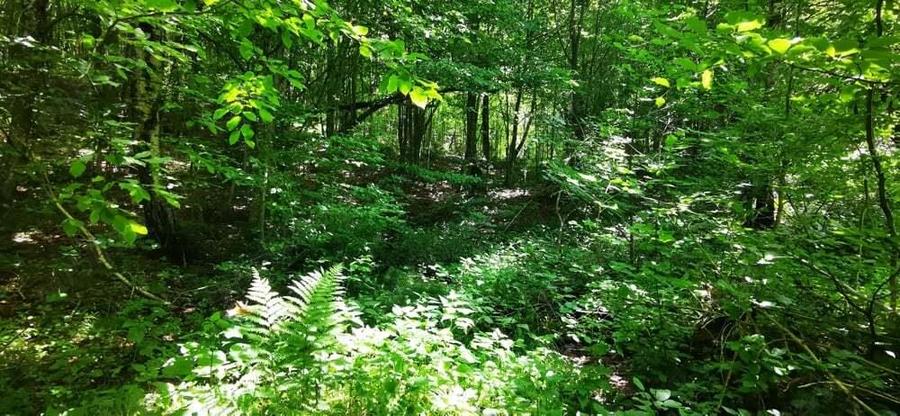 Teren Valiug 900-2400 mp acces auto utilita?i negociabil - 7