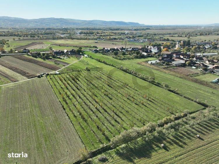 RECO, Teren cu livada de ciresi, Zona Auseu, Bihor - 6