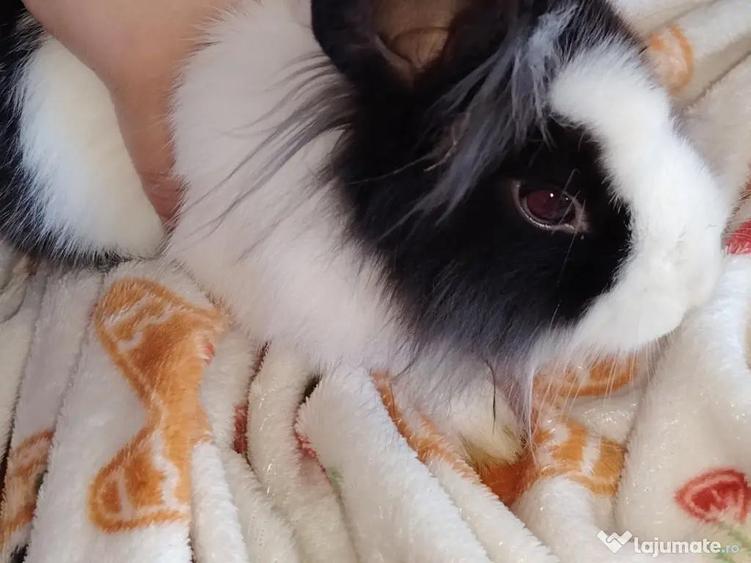 Iepure cap de leu - 1