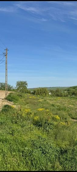 Gradina 1300mp . Rosiori utilitati! - 1