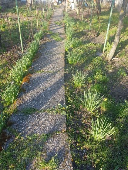 vind casa in Bals jud.Olt - 4