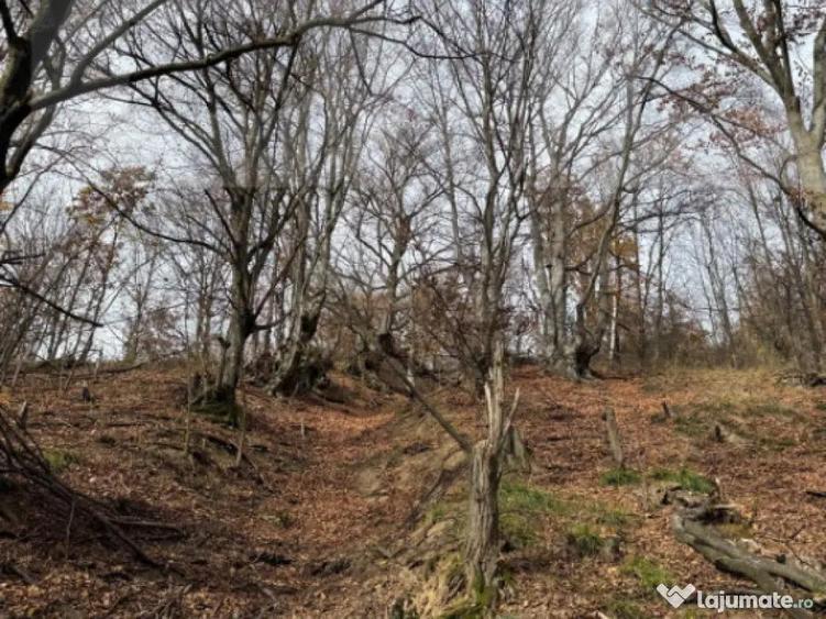 Teren extravilan impadurit, 8271 mp ideal pentru investitie. - 2