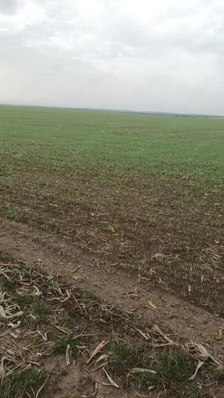 Inchiriez teren 30 ha pretabil pentru parc fotovoltaic - 2