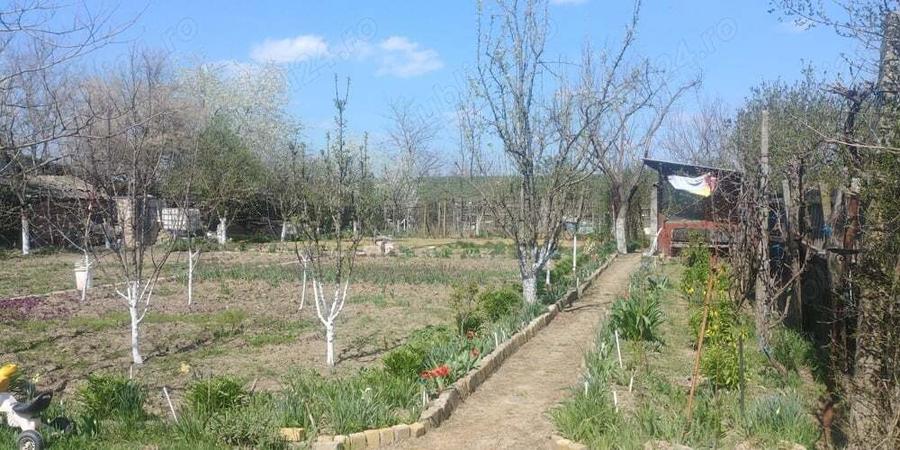Gradina cu cabana la balastiera Micalaca - 1