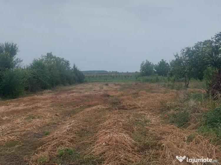 Teren Intravilan 1846 mp, sat Malaiest, comuna Rafov - 1