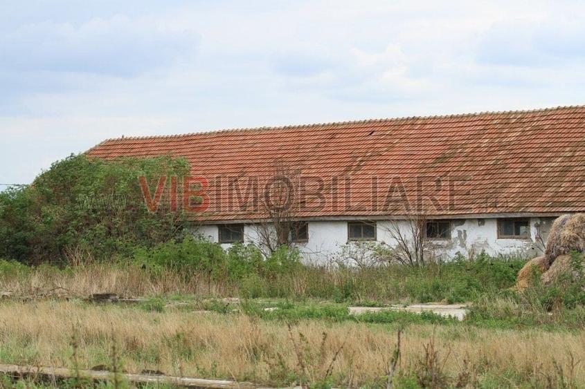 Ferma Zootehnică Mixtă – Cernateaz, Timiș | 9,5 ha | Hale Moderne, Casă 2019, Ut - 3