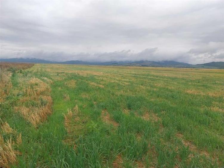 33.100mp, Tarlungeni, Brasov - 4