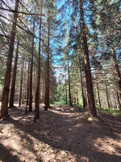 TEREN DE VANZARE 7000 MP INTRAVILAN -STATIUNEA PALTINIS! - 1