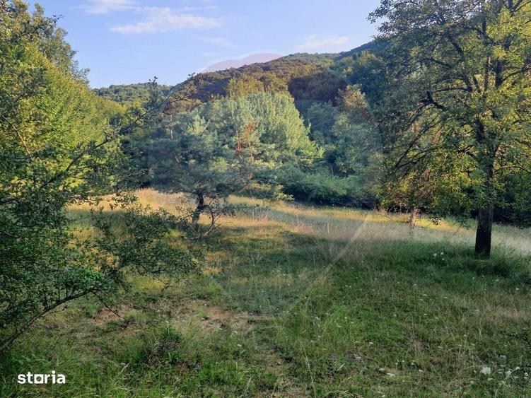 Poiana pentru cabana de vanzare intravilan Coas - 3