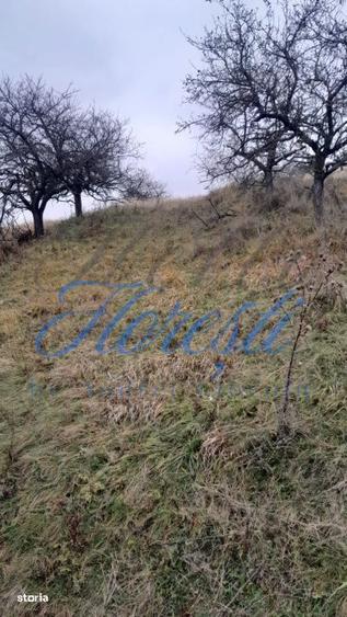 Teren intravilan, 3450 mp, front 23 m, lungime 150 m in Borhanci - 3