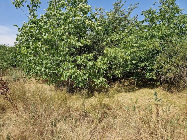 Domnesti - Ciutaci, vanzare 4 loturi de teren intravilan - 15