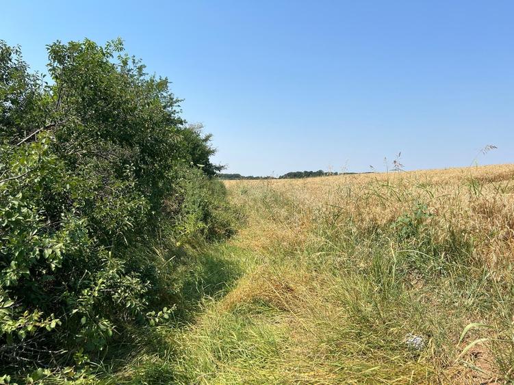 Ciolpani -Ilfov - teren 4000 mp - 1