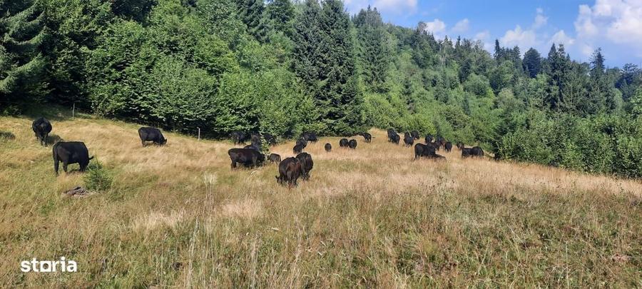 Vand teren 47.8 HA intravilan + extravilan Moisei/Viseu - 5