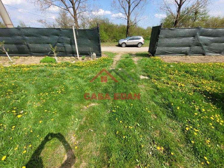 Teren extravilan in Baicoi 10.000mp plantatie mure --80.000e - 10