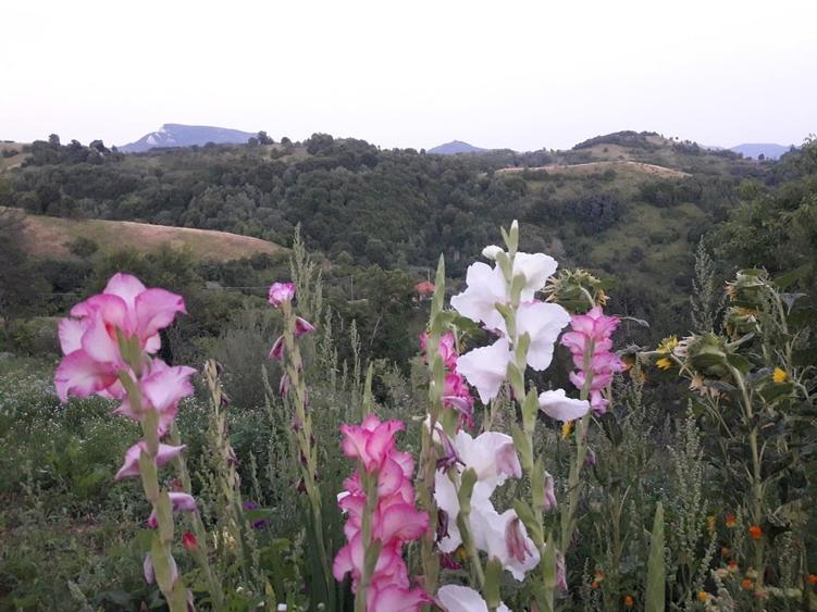 Vand casa de lemn la munte - 2