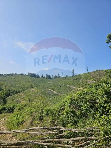 Pasune 21 ha pretabila pentru panouri fotovoltaice,impadurit - 2