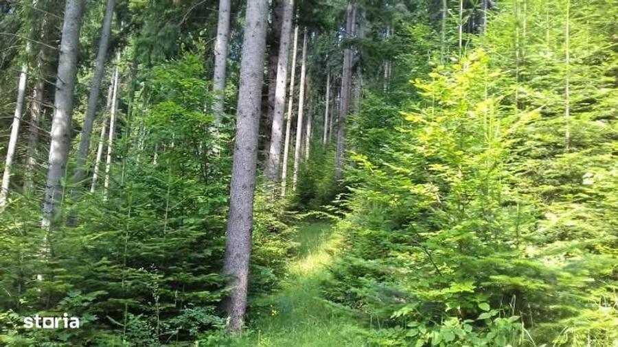 Padure cu teren 9.5 hectare investie forestiera avantajoasa - 8