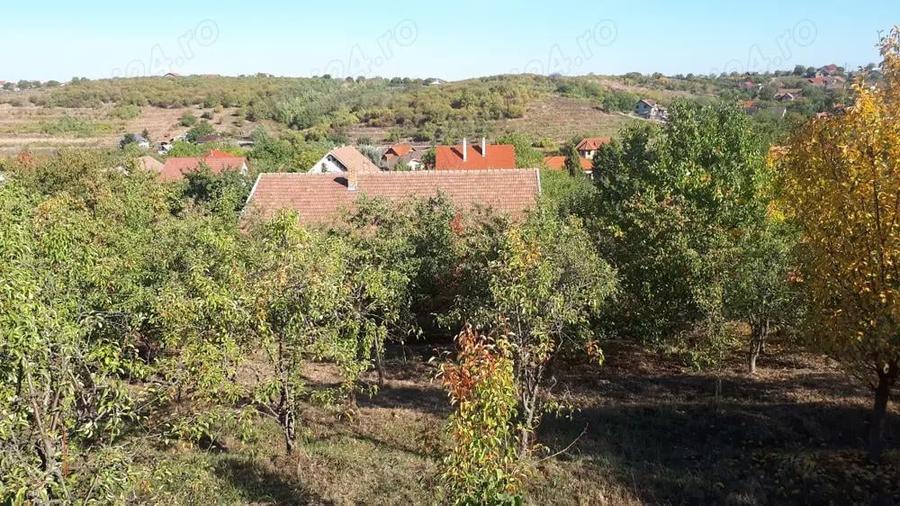 Casa mare de familie + casa secundara, teren 5500 m2 , 300 pomi Oradea, strada Prunilor - 4