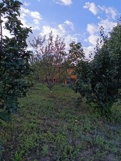 Casuta din livada de vanzare - 5