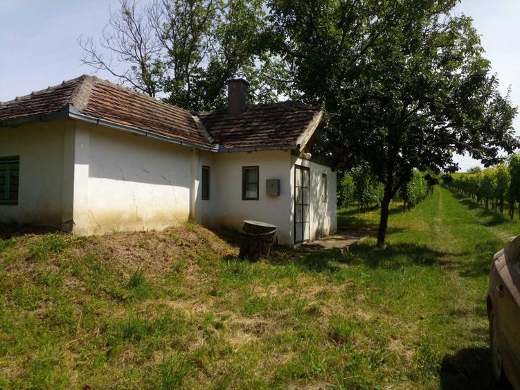 Teren cu vita de vie, Ardud Vii - 7