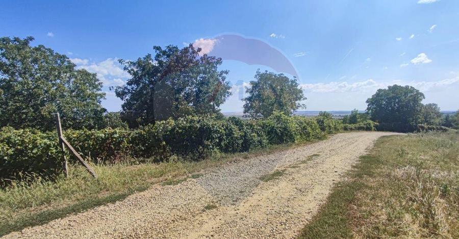 Loc de casa si teren cultivat cu vita de vie 1,28 Ha Sant... - 6