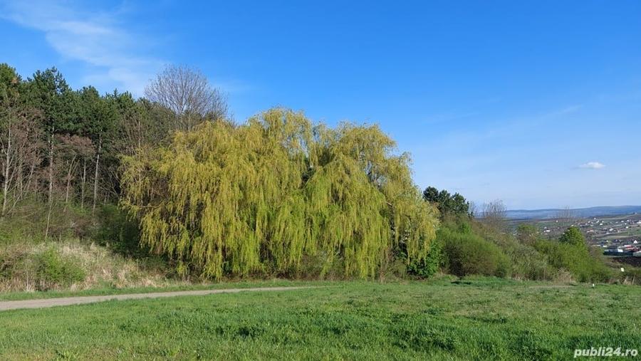 Teren „Fânațele Clujului - Copârșaie” - 8