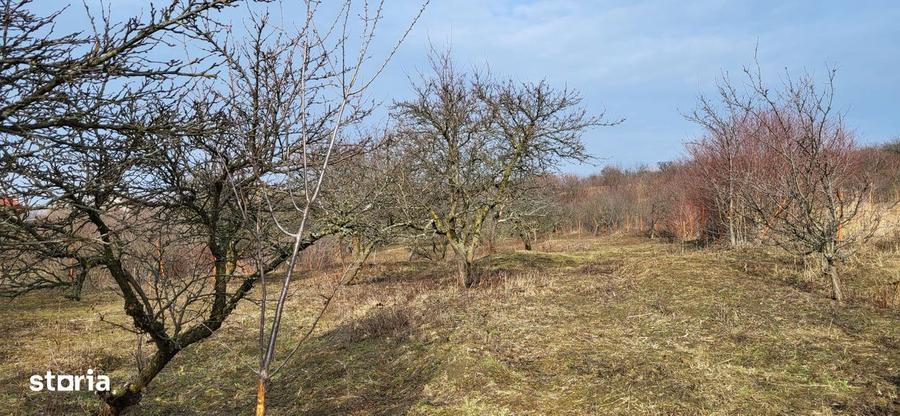 Teren Intravilan 43Ari zona Ortelec-Zalau intre case 4800eur/ar - 5