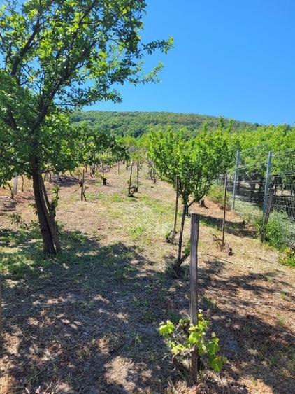 Vie si colna de vanzare - 5