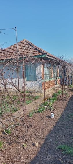 Lilieci Ialomita - 6