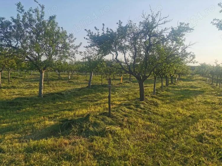 Teren de 11500 mp, în Ciomăgești