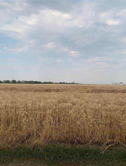 Stefanesti DJ200  Vanzare  Suprafata  Compacta 3 HA  teren intravilan - 2