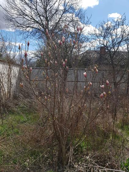 VISUL TAU LA TARA, LA DOAR 60 KM DE BUCURESTI! Teren intravilan 8402 mp + CASA 50 mp in Jugureni, Uliesti Paradis accesibil! - 5