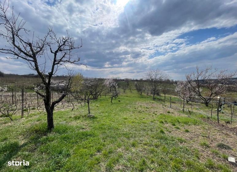 Casa mica cu livada de vanzare in Saldabagiu de Munte Oras la 10 min - 10