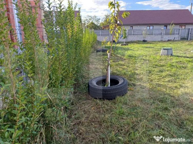 Teren Intravilan Imprejmuit in Sanmihaiu German - 4